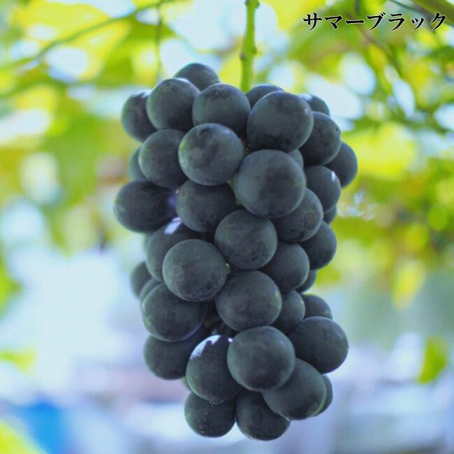 000000001840-02.jpg?size=l&w=