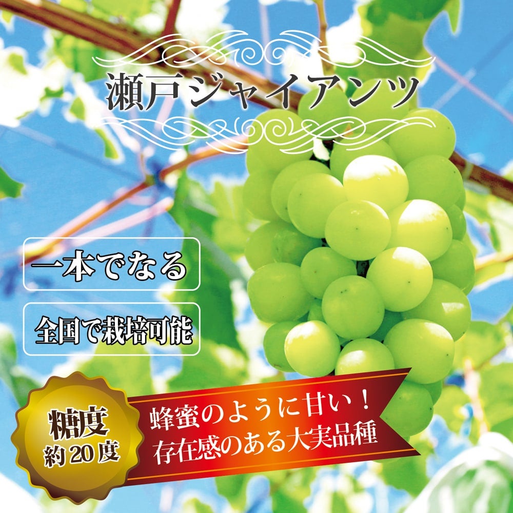 ブドウ 欧州系2倍体 瀬戸ジャイアンツ 苗 販売 苗木部 By 花ひろば