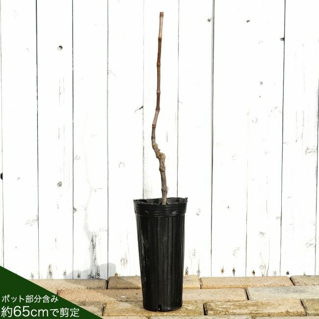 000000001846-03.jpg?size=l&w=