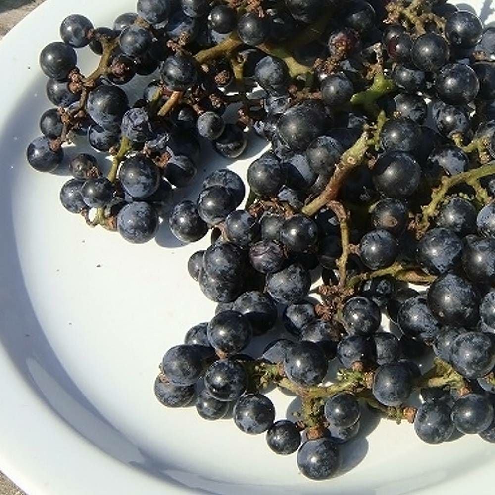 000000001846-06.jpg?size=l&w=