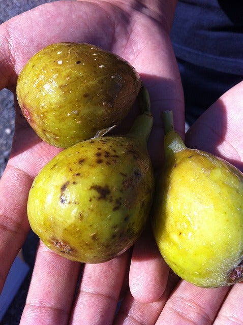 イチジク 夏秋兼用種 ロングドゥート 苗 通販 苗木部 By 花ひろば