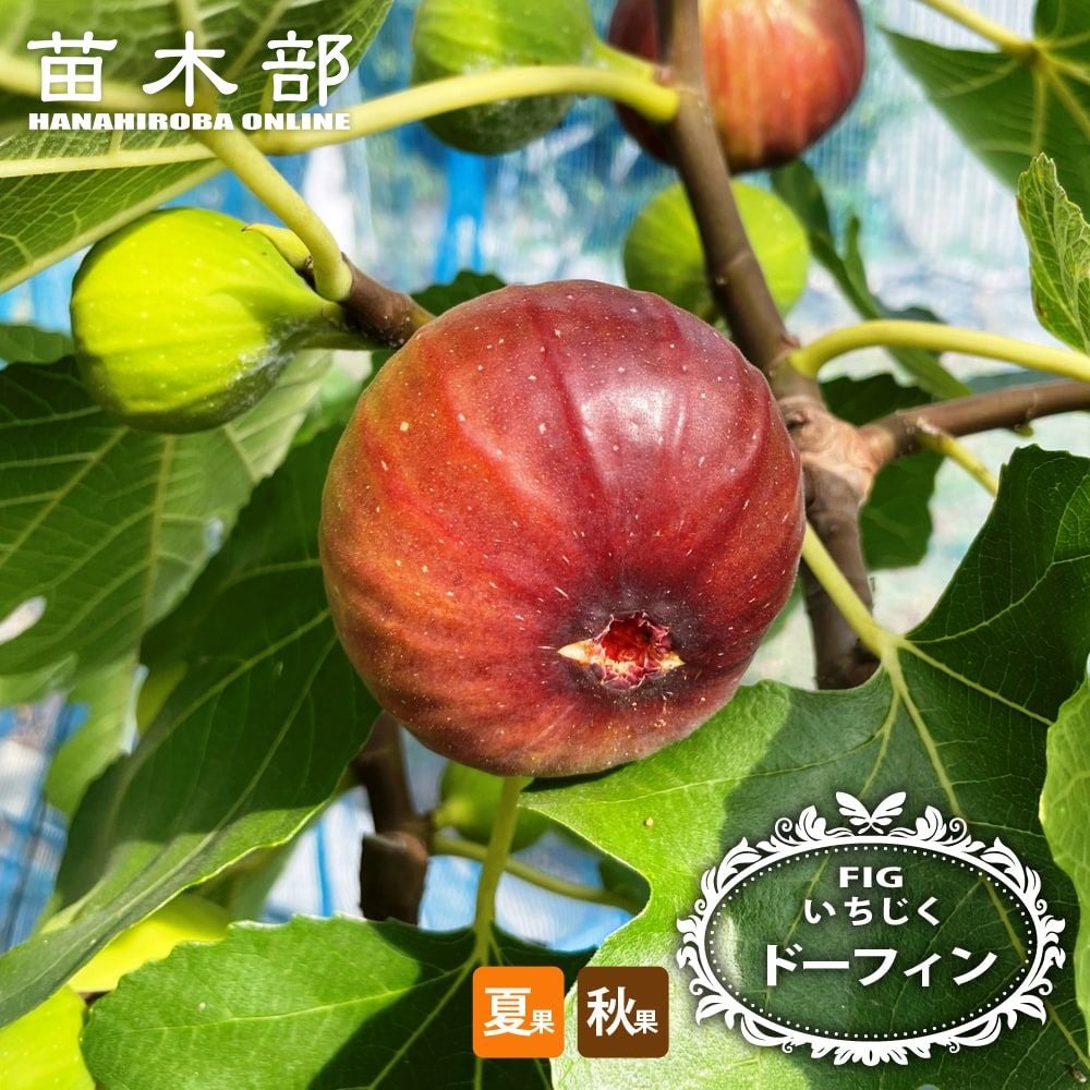 000000002028-01.jpg?size=l&w=