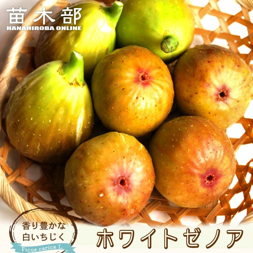 000000002029-01.jpg?size=m&w=