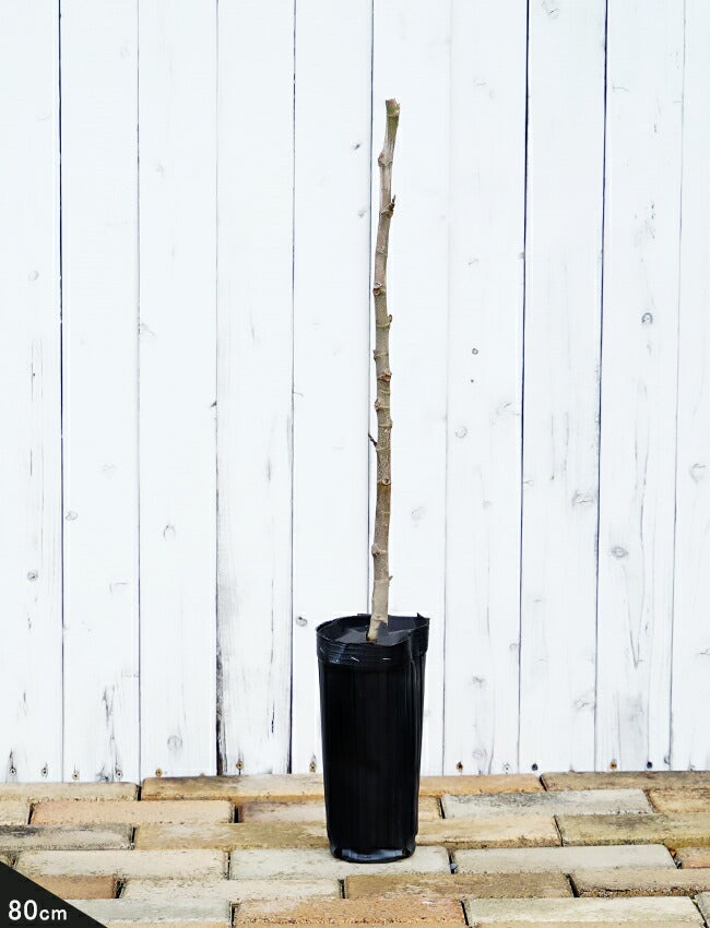 000000002036-03.jpg?size=l&w=