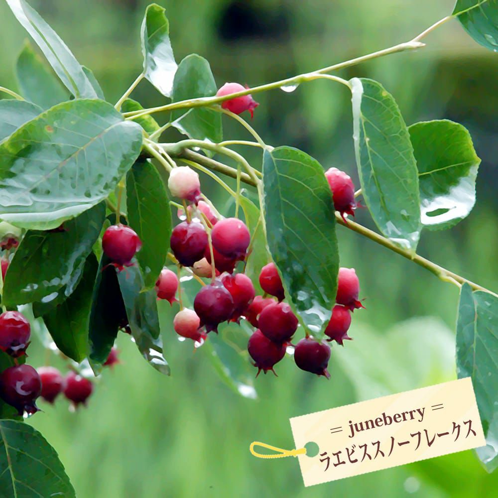 ハスカップ 大実ハスカップ 苗 販売 苗木部 By 花ひろばオンライン