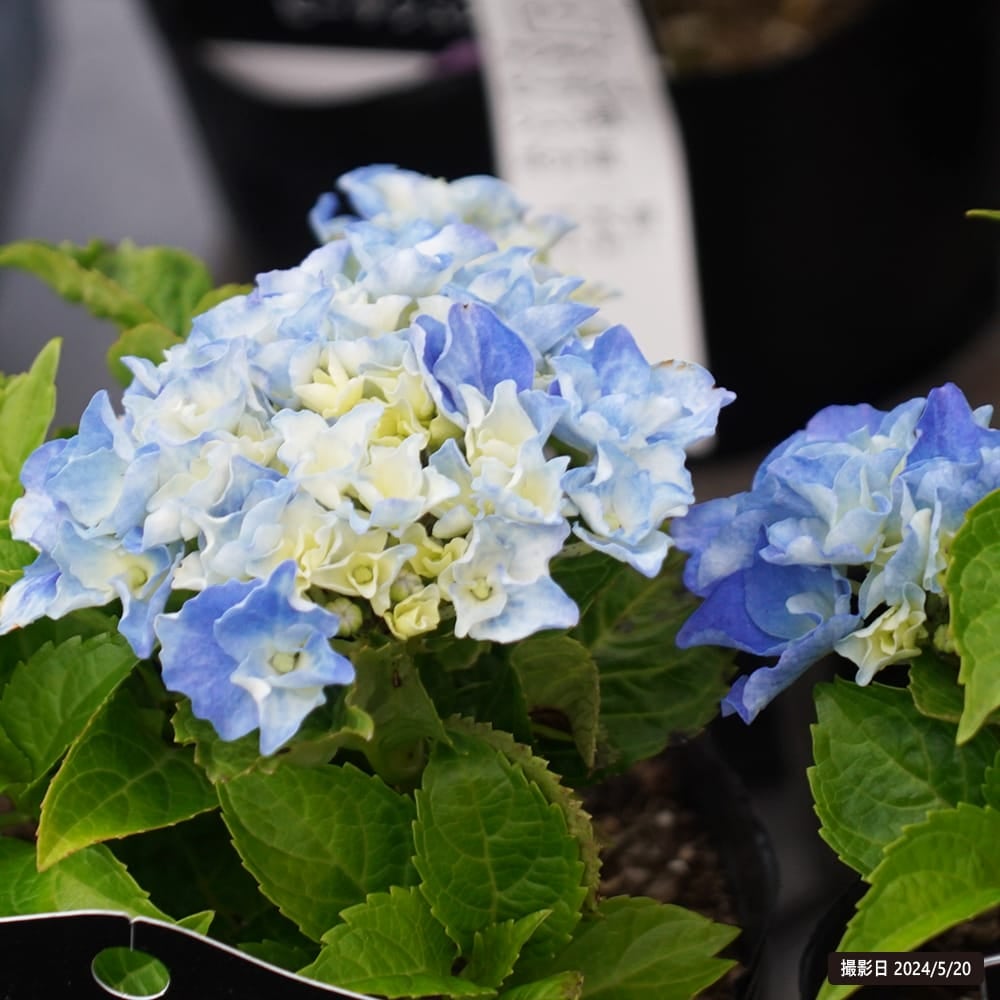 000000102062-02.jpg?size=l&w=