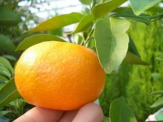 青島温州 温州みかん 苗 おすすめ 苗木部 By 花ひろばオンライン