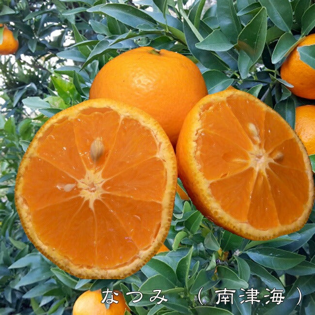 000000002179-01.jpg?size=l&w=