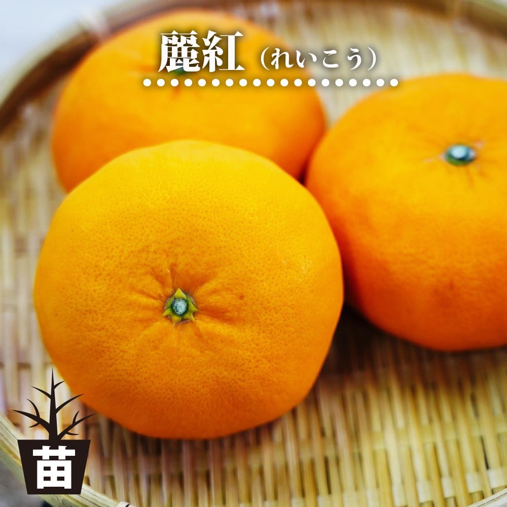 津之輝 （つのかがやき） タンゴール 苗 販売 苗木部 By 花ひろば