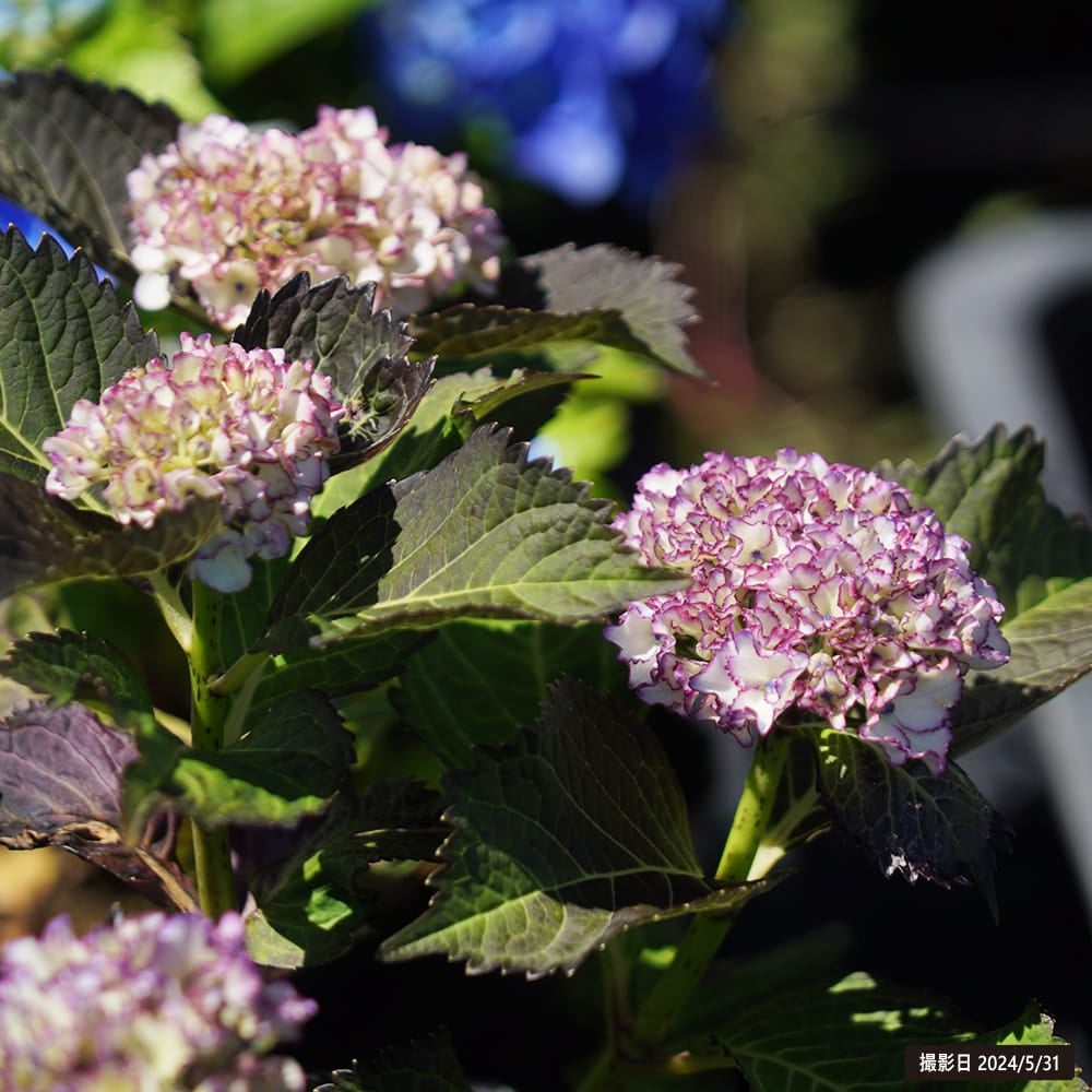 ☆ハイドランジア☆アジサイ☆コンフェッティ　パンサー☆7号鉢☆