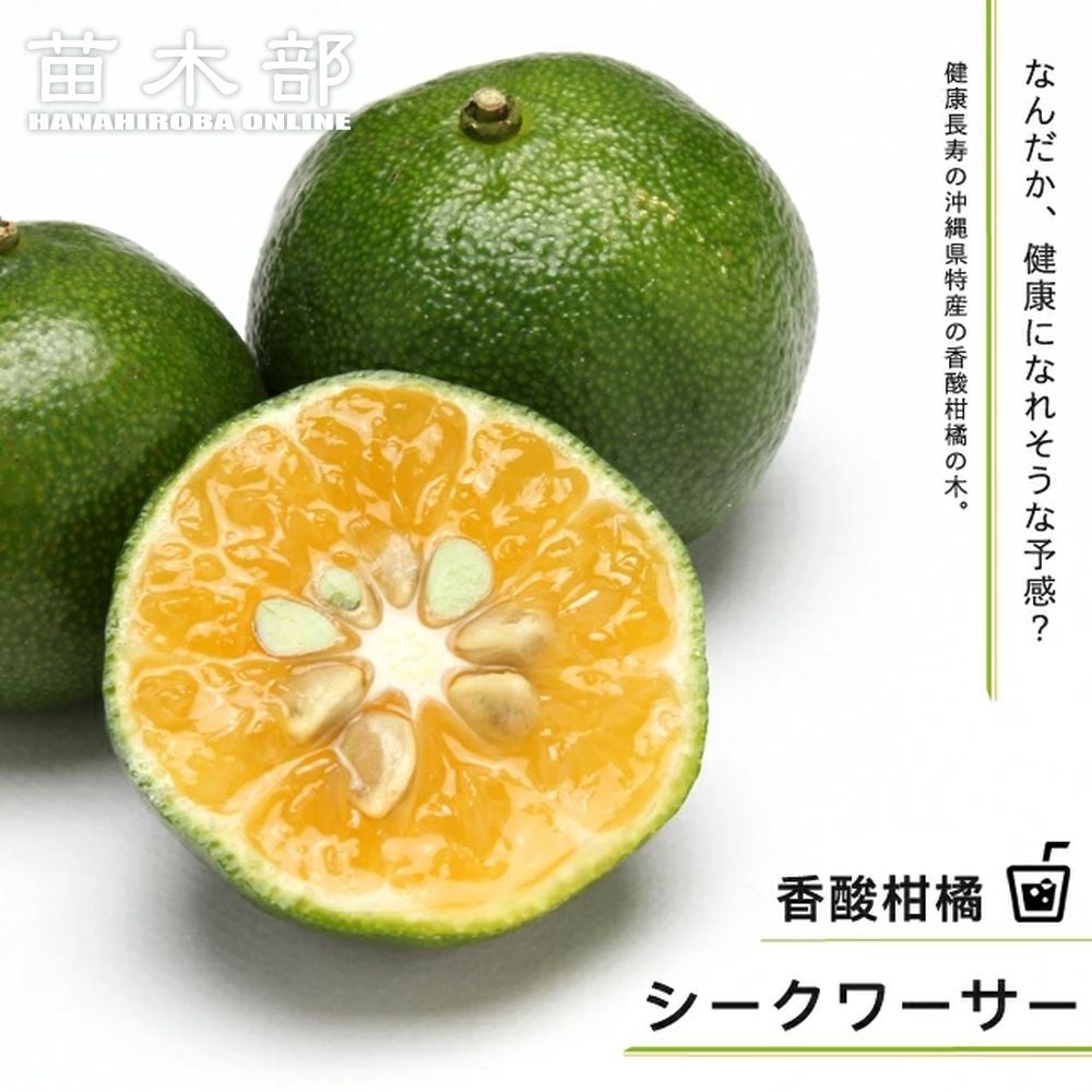 000000002215-01.jpg?size=l&w=