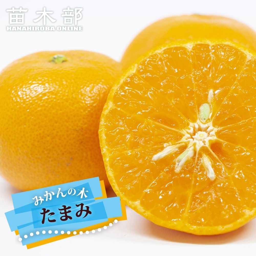 津之輝 （つのかがやき） タンゴール 苗 販売 苗木部 By 花ひろば