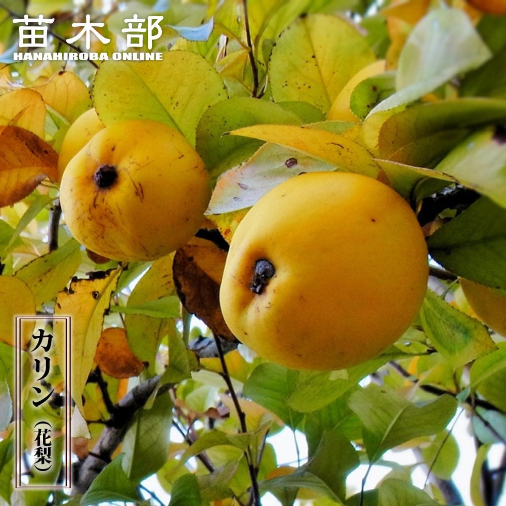 木製かりん製　玉置 000000002237-01.jpg?size=l&w=