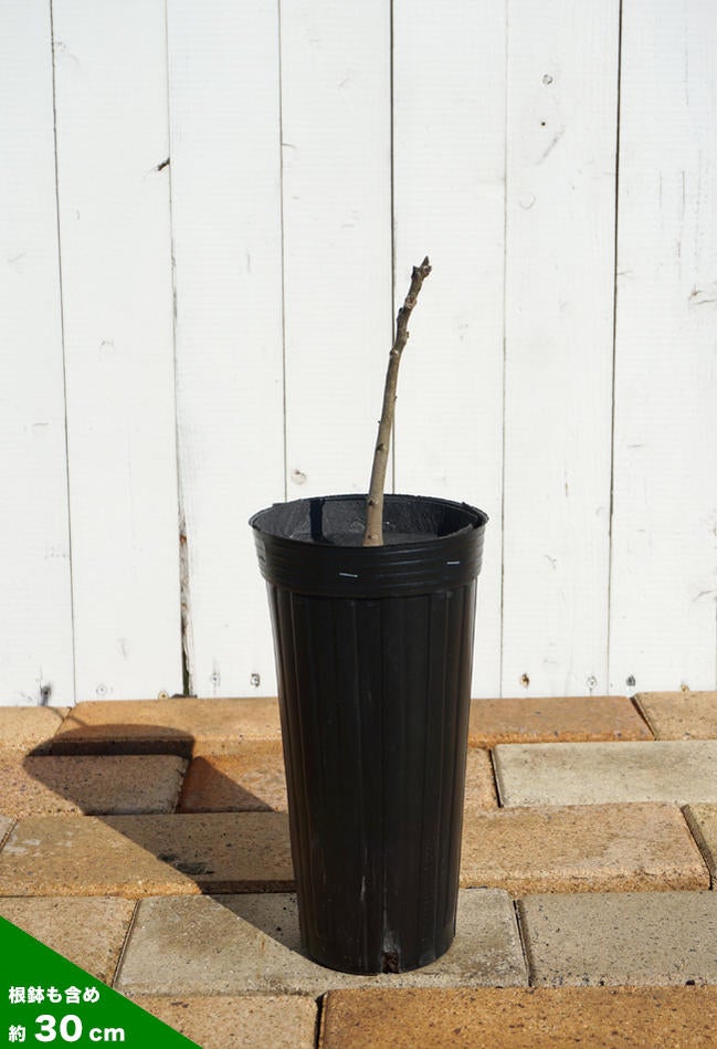 クルミの苗 重さ？キロくらい？幹の径根元約30cmくらい 根は径最大約40cm クルミ 菓子くるみ 苗 販売 苗木部 By 花ひろばオンライン