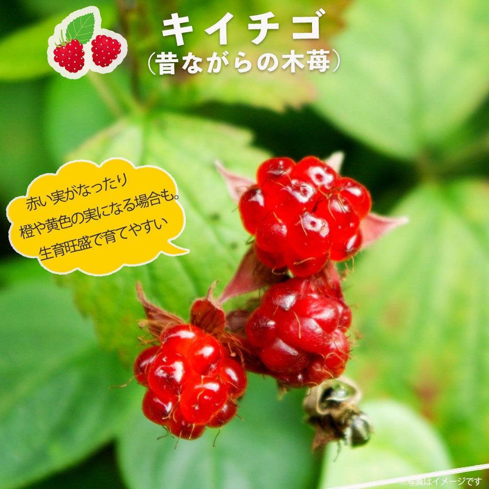 000000002241-01.jpg?size=m&w=