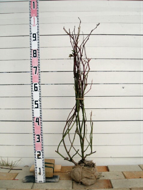 木苺苗　3株 ラズベリー 苗 3年生（果樹の苗、苗木）｜苗木、植木 | 花