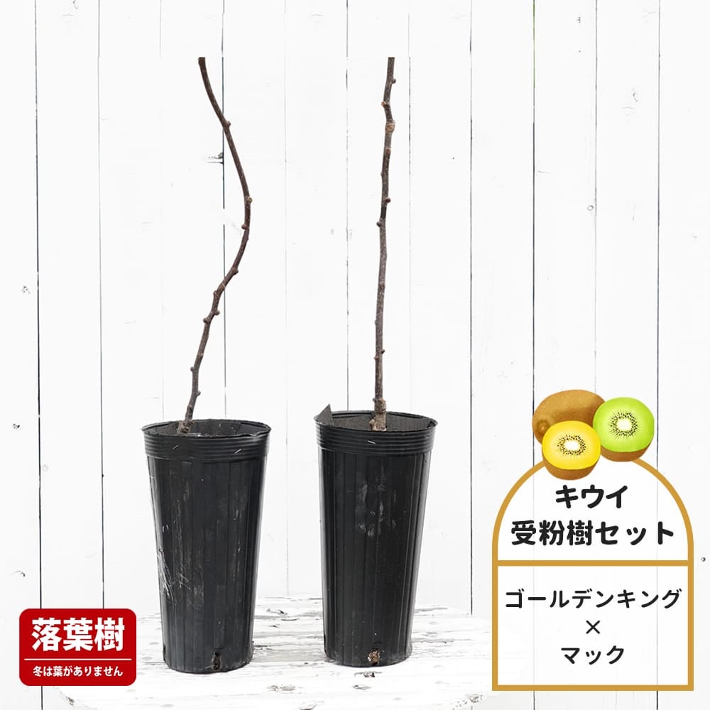 キウイ 黄色系メス ゴールデンキング 苗 販売 苗木部 By 花ひろば