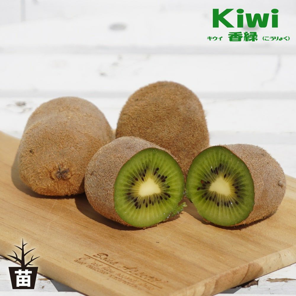 キウイ 赤色系メス レインボーレッド 苗 販売 苗木部 By 花ひろば