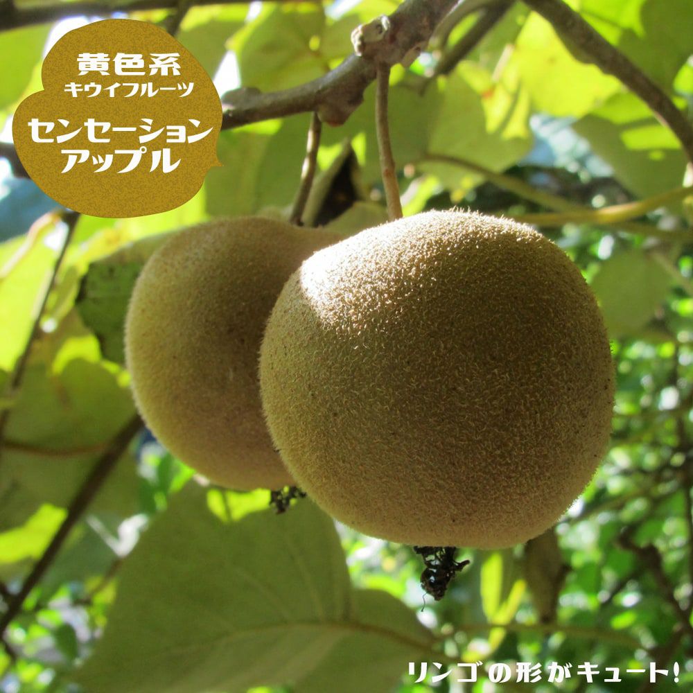 キウイ様2点 ニュージーランド産 ゼスプリ・グリーンキウイ 「ジャンボサイズ」 約