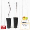 キウイ センセーションアップルとマックの受粉樹セット