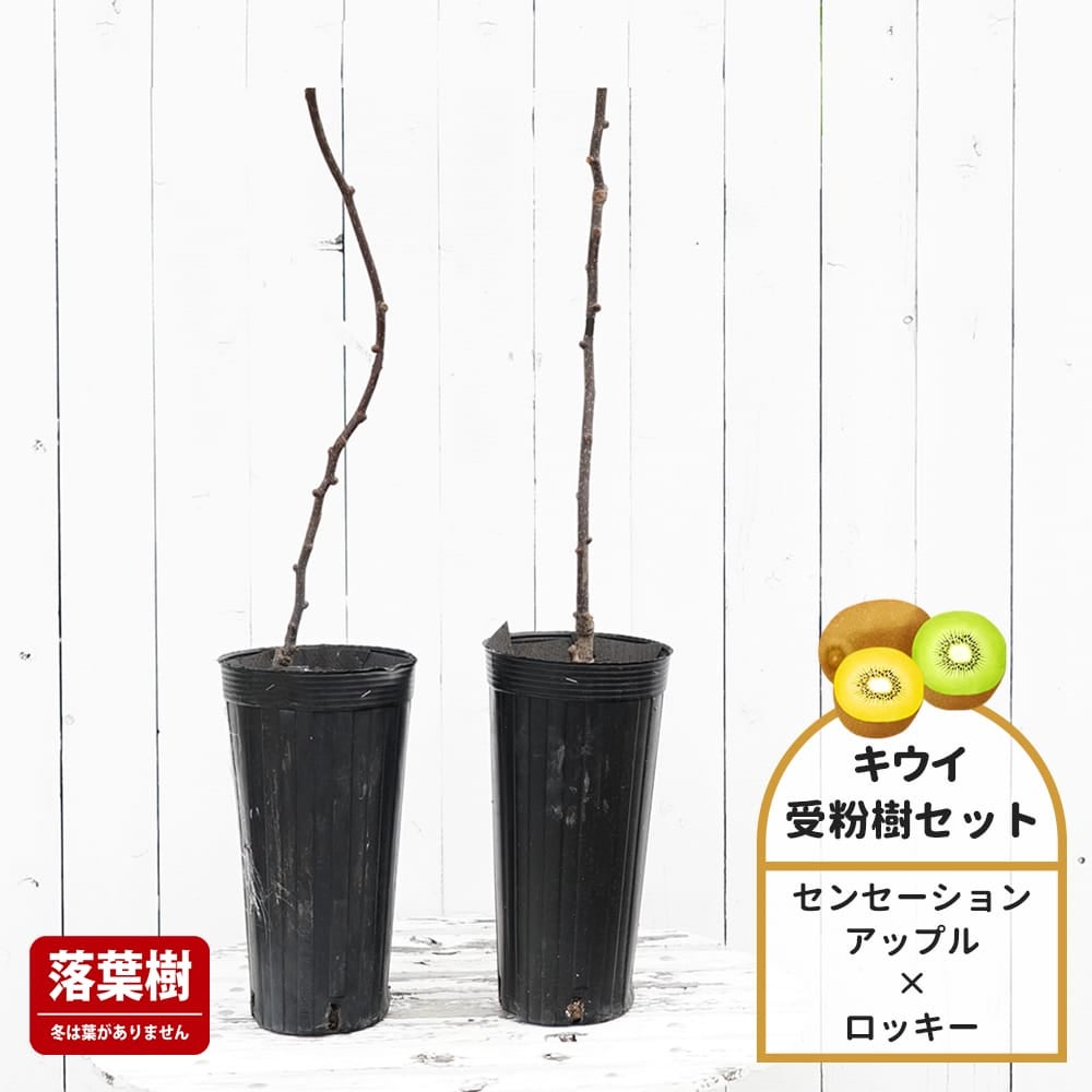 キウイ センセーションアップルとロッキーの受粉樹セット