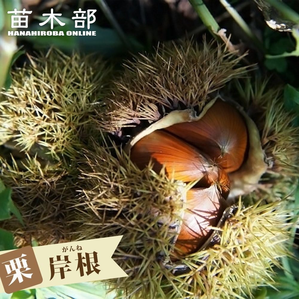 栗の木の根 木の根元 : r/landscaping