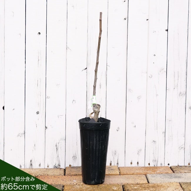 栗 ジャンボ神鍋 苗 販売 苗木部 By 花ひろばオンライン