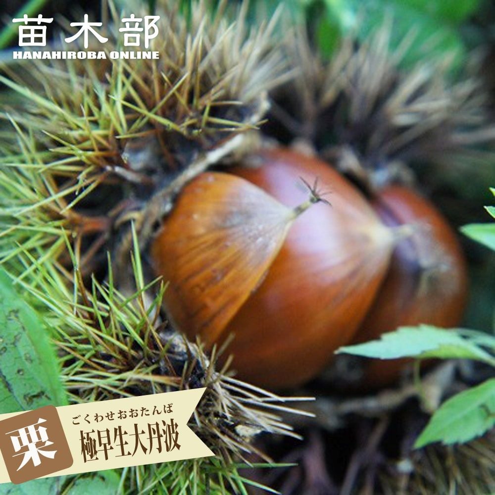 000000002268-01.jpg?size=l&w=