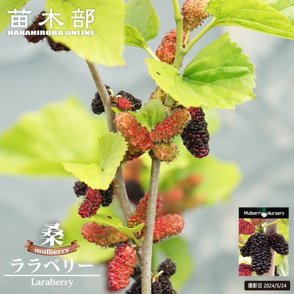 桑（マルベリー） マルベリー 苗 通販 苗木部 By 花ひろばオンライン
