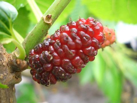 ララベリー カラヤマグワ系 苗 販売 苗木部 By 花ひろばオンライン