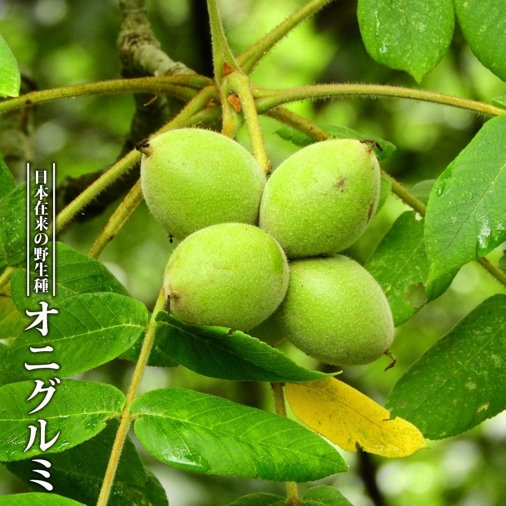 クルミ オニグルミ 苗 販売 苗木部 By 花ひろばオンライン