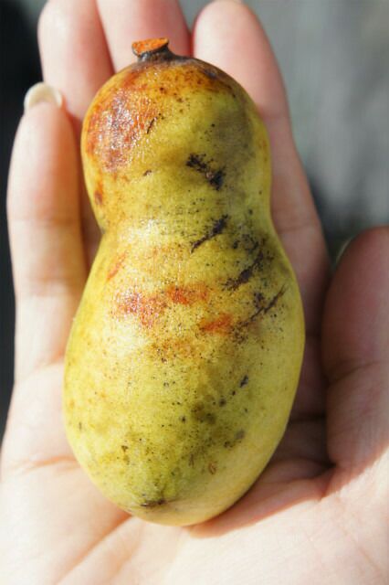 000000002333-01.jpg?size=l&w=