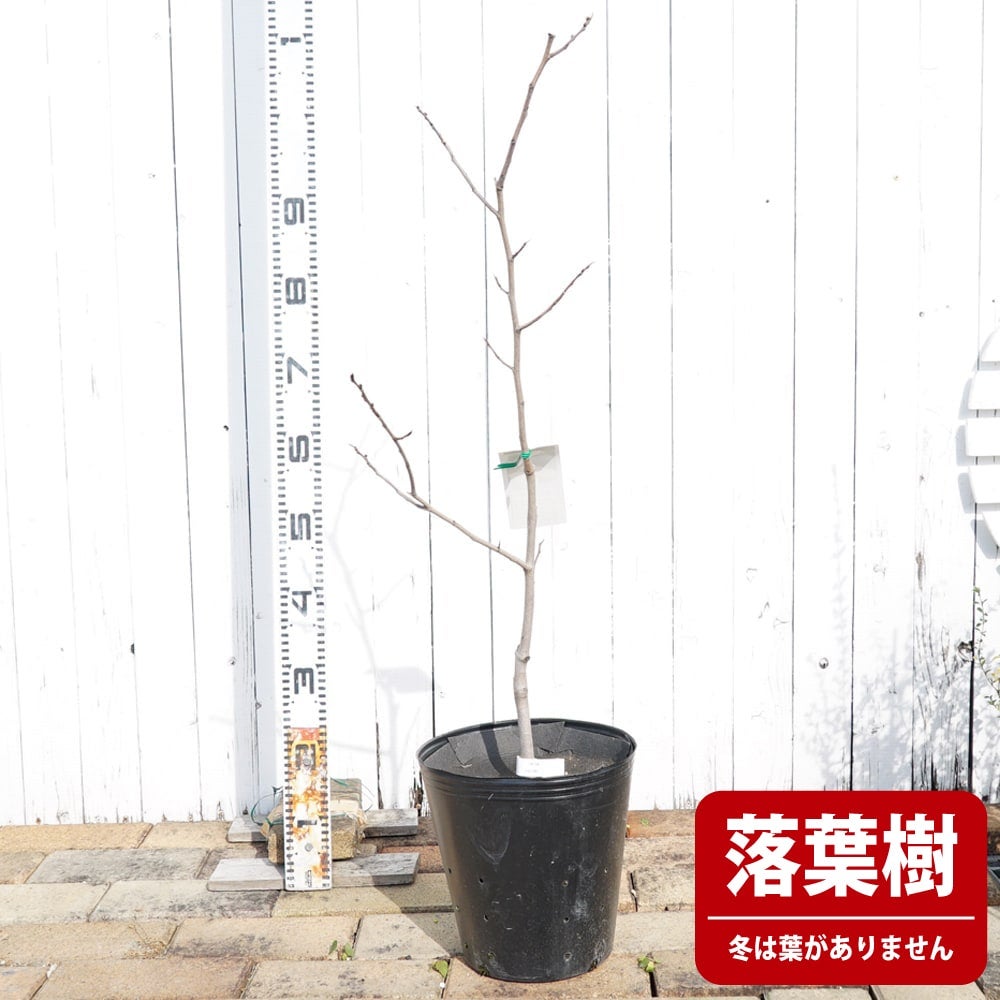 ポポーの苗木　３本 000000002336-02.jpg?size=l&w=