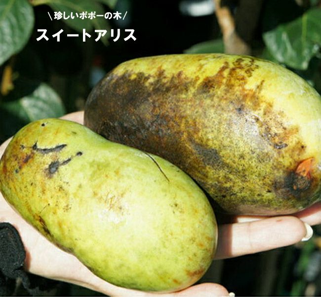 ポポーの苗木一覧 果樹苗専門店の通販 苗木部 By 花ひろばオンライン本店