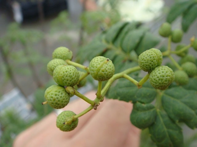 000000002445-05.jpg?size=l&w=