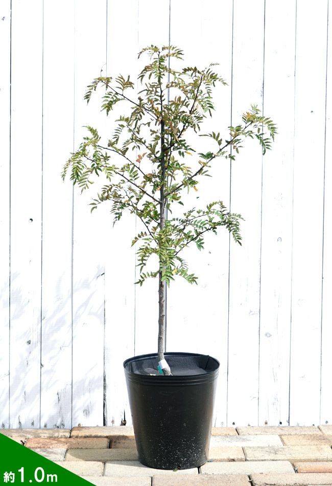 000000002446-03.jpg?size=l&w=