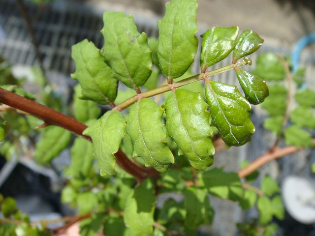 000000002446-06.jpg?size=l&w=