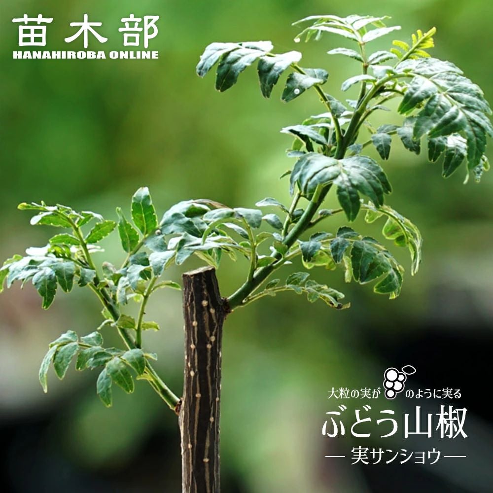 000000002448-01.jpg?size=m&w=