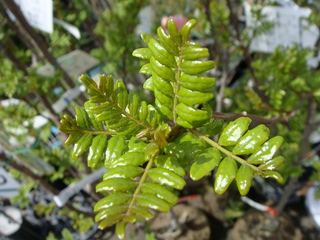 000000002449-01.jpg?size=l&w=