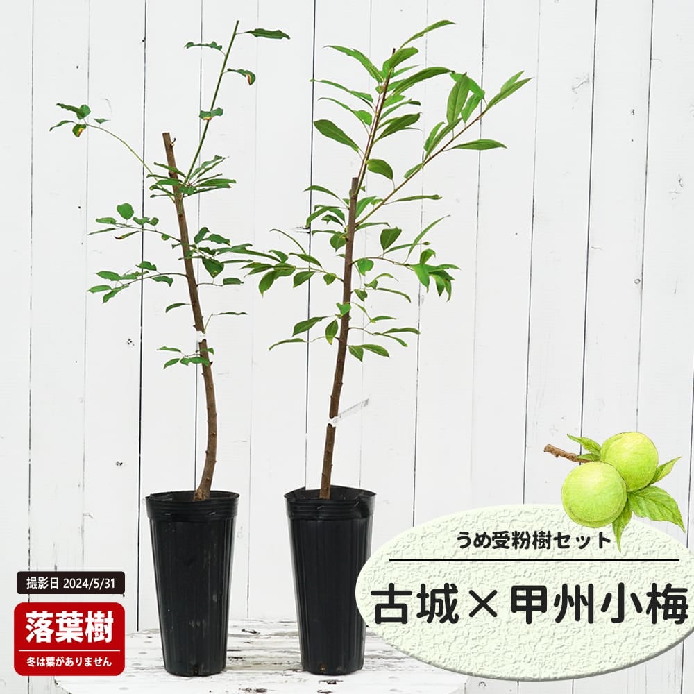 梅 古城と甲州小梅の受粉樹セット