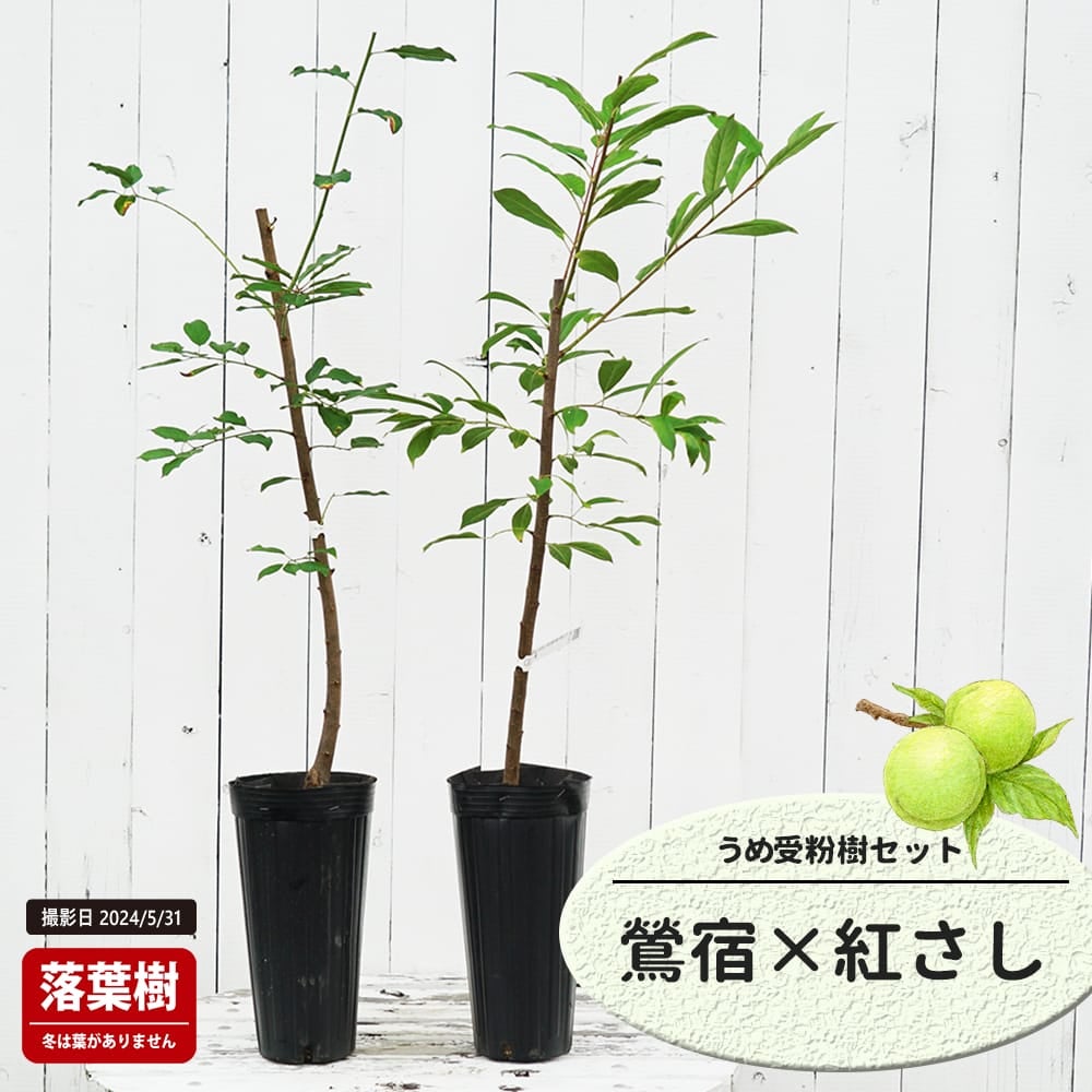 梅 鶯宿と改良内田の受粉樹セット