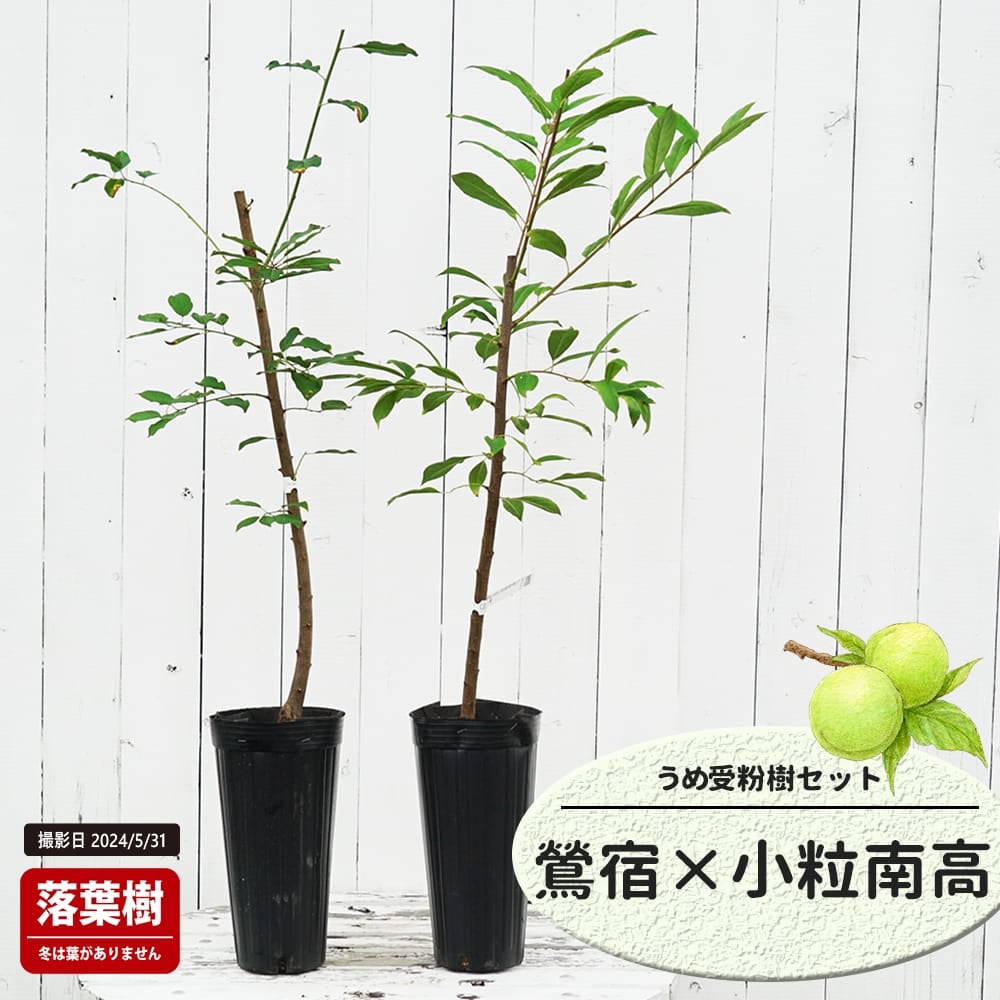 梅 鶯宿と竜峡小梅の受粉樹セット