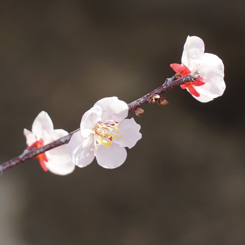 【美品】桜木稔作 『高山植物 銀ろう梅』平成十一年十一月七日 ウメ 実梅 選抜紀州南高梅 苗 販売 苗木部 By 花ひろばオンライン