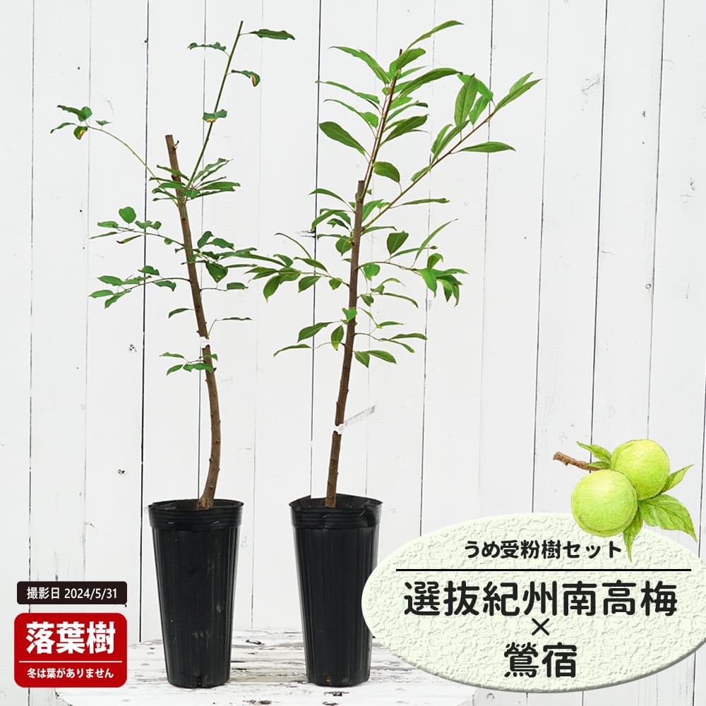 梅 選抜紀州南高梅と鴬宿の受粉樹セット