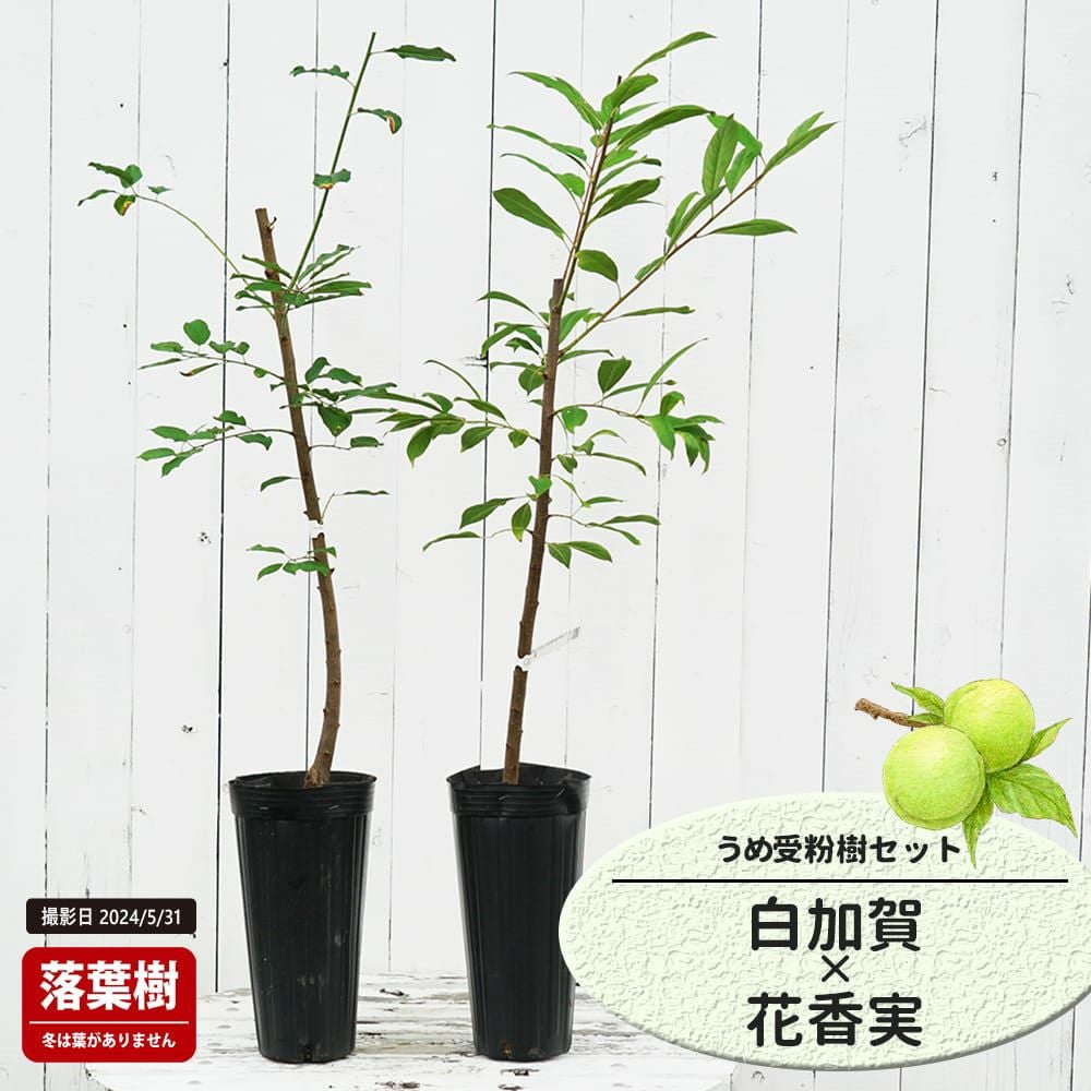 ウメ 実梅 白加賀 苗 販売 苗木部 By 花ひろばオンライン