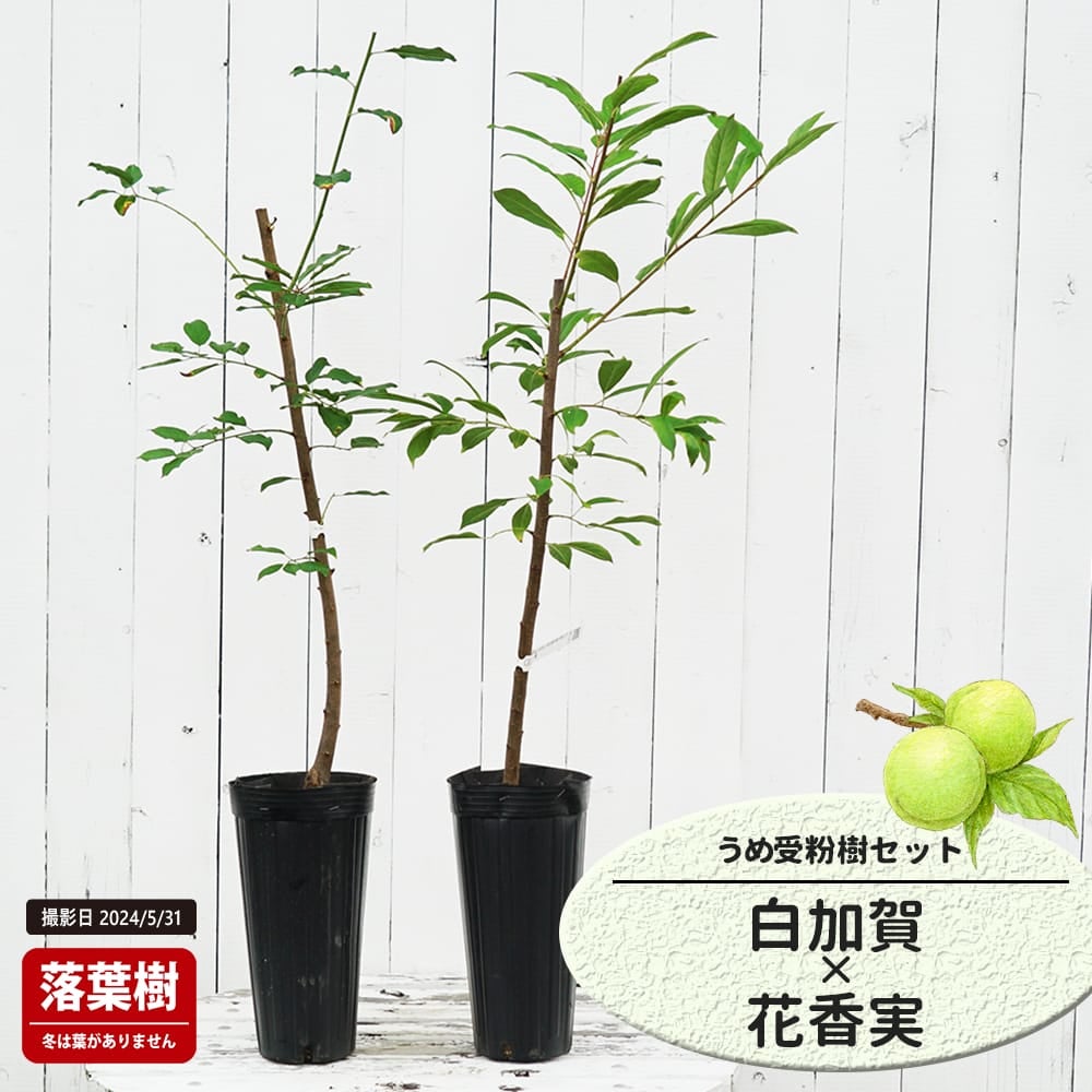 梅 白加賀と鴬宿の受粉樹セット
