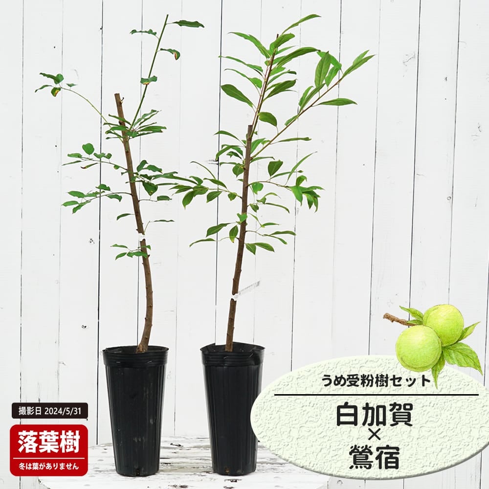 梅 白加賀と甲州小梅の受粉樹セット