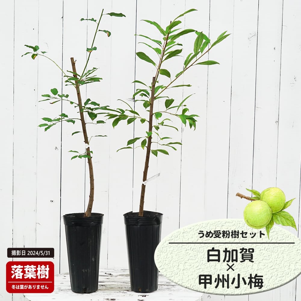 梅 白加賀と豊後の受粉樹セット