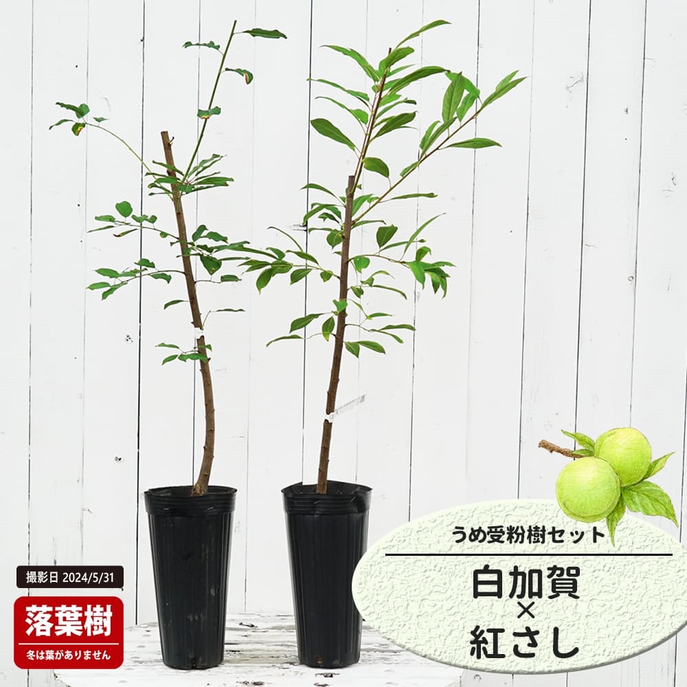 梅 白加賀と紅さしの受粉樹セット