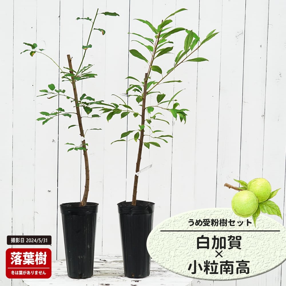 梅 白加賀と小粒南高の受粉樹セット
